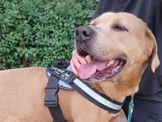 Adotta un cane, femmina, 4 anni e 9 mesi, Napoli