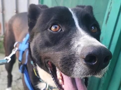 Adozione cane, maschio, Razza sconosciuta Razza sconosciuta, 1 anno e 9 mesi, taglia piccola, Napoli