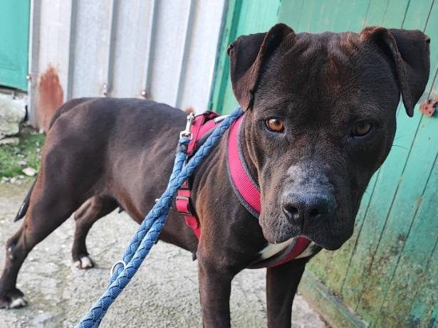 Adotta un cane, femmina, 3 anni e 9 mesi, Napoli