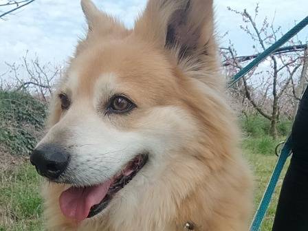 Adozione cane, maschio, Razza sconosciuta Razza sconosciuta, 7 anni e 9 mesi, taglia piccola, Napoli