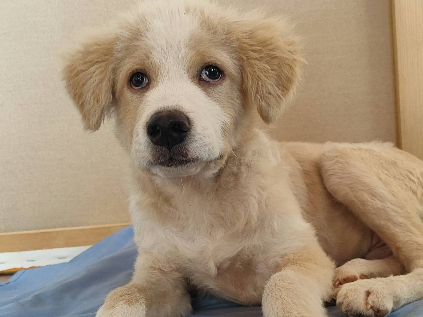 Adozione cane, maschio, Razza sconosciuta Razza sconosciuta, 4 mesi, taglia media, Como