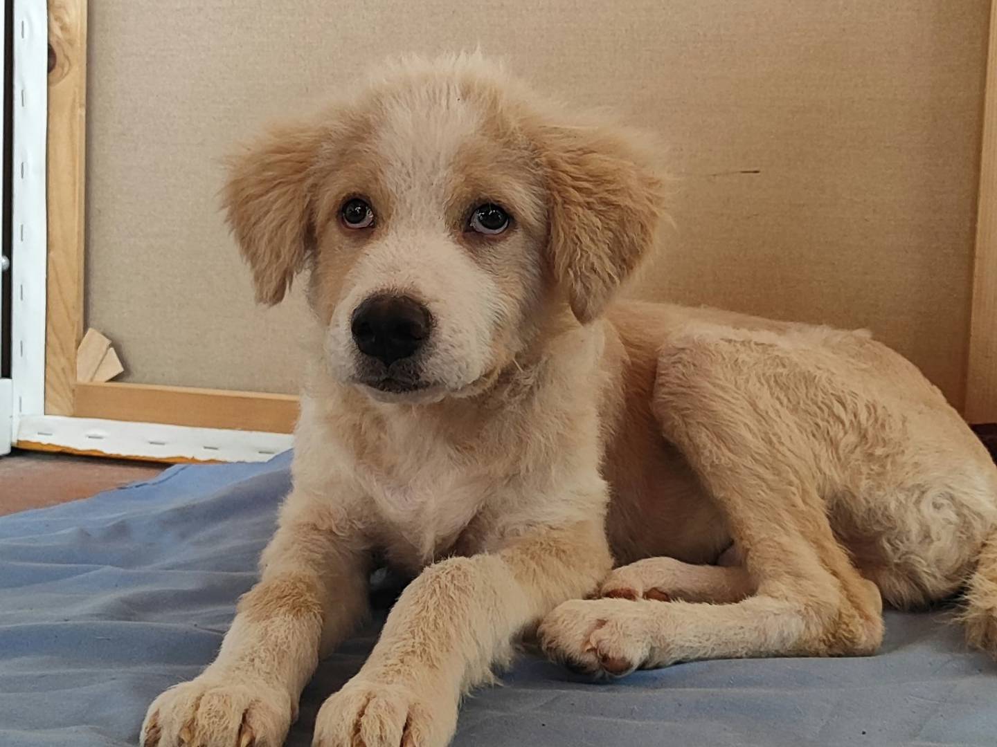 Adotta un cane, taglia media, maschio, Como