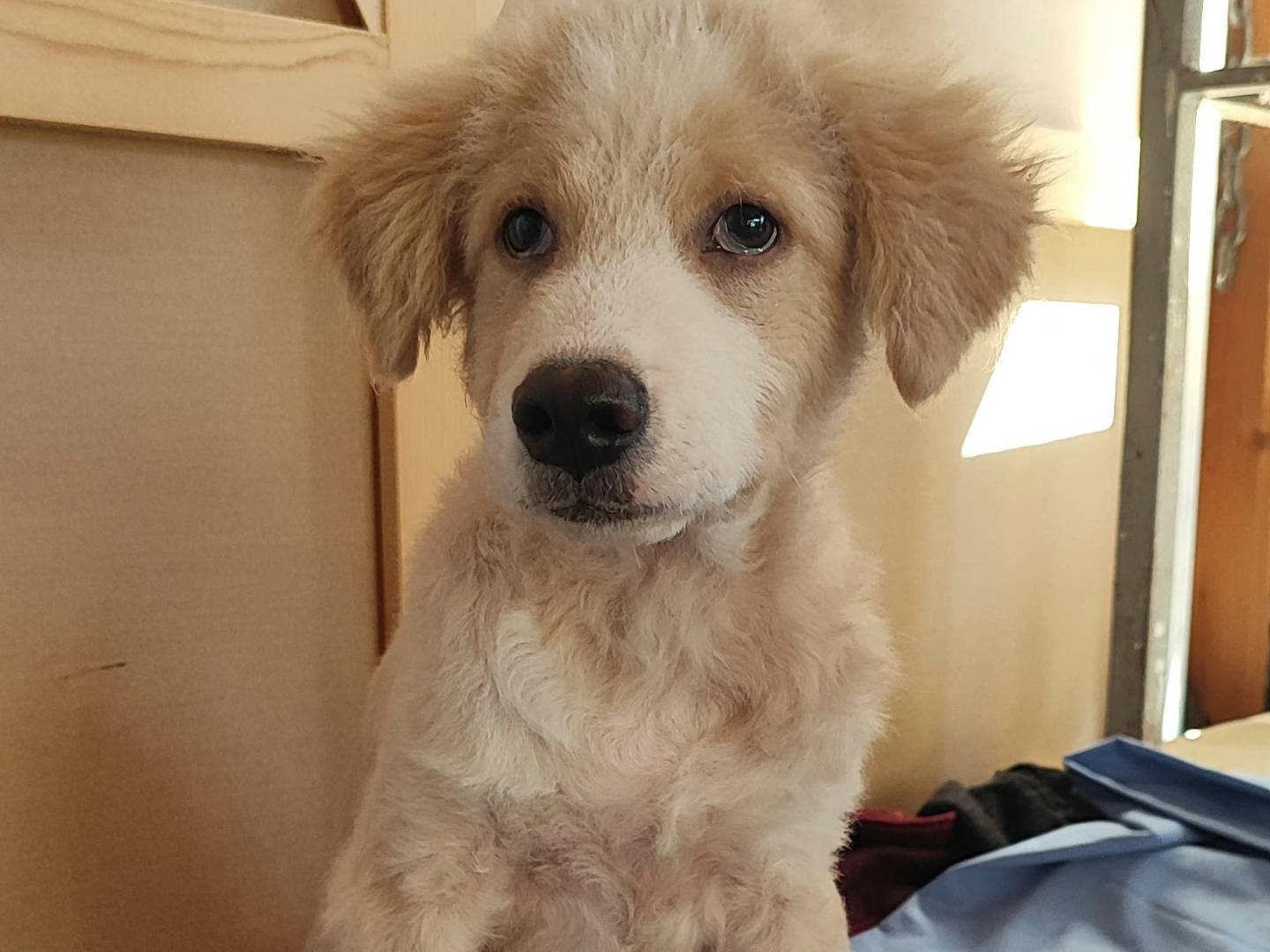 Vuoi adottare un cane a Como?