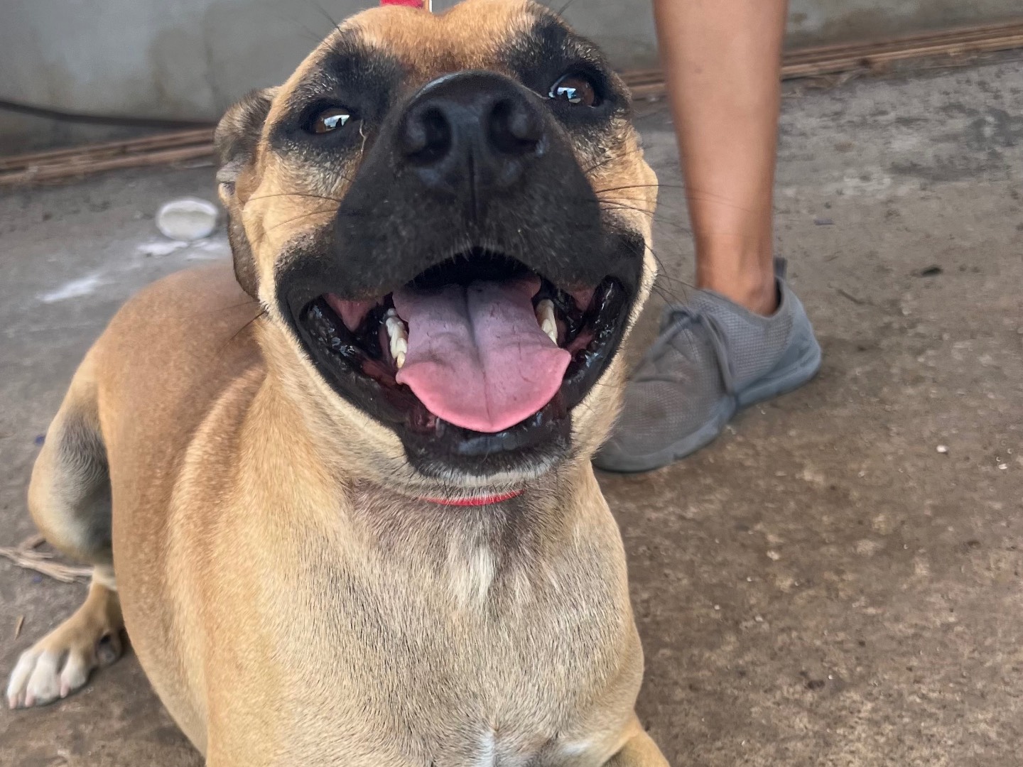 Adozione cane, maschio, Razza sconosciuta Razza sconosciuta, 3 anni e 5 mesi, taglia media, Lecco
