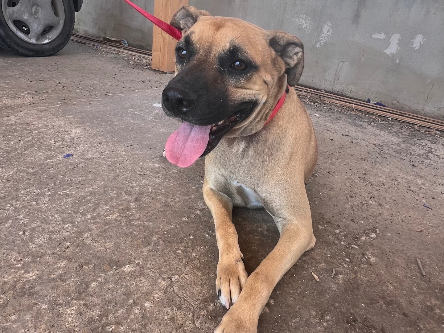 Adotta un cane, maschio, 3 anni e 5 mesi, Lecco