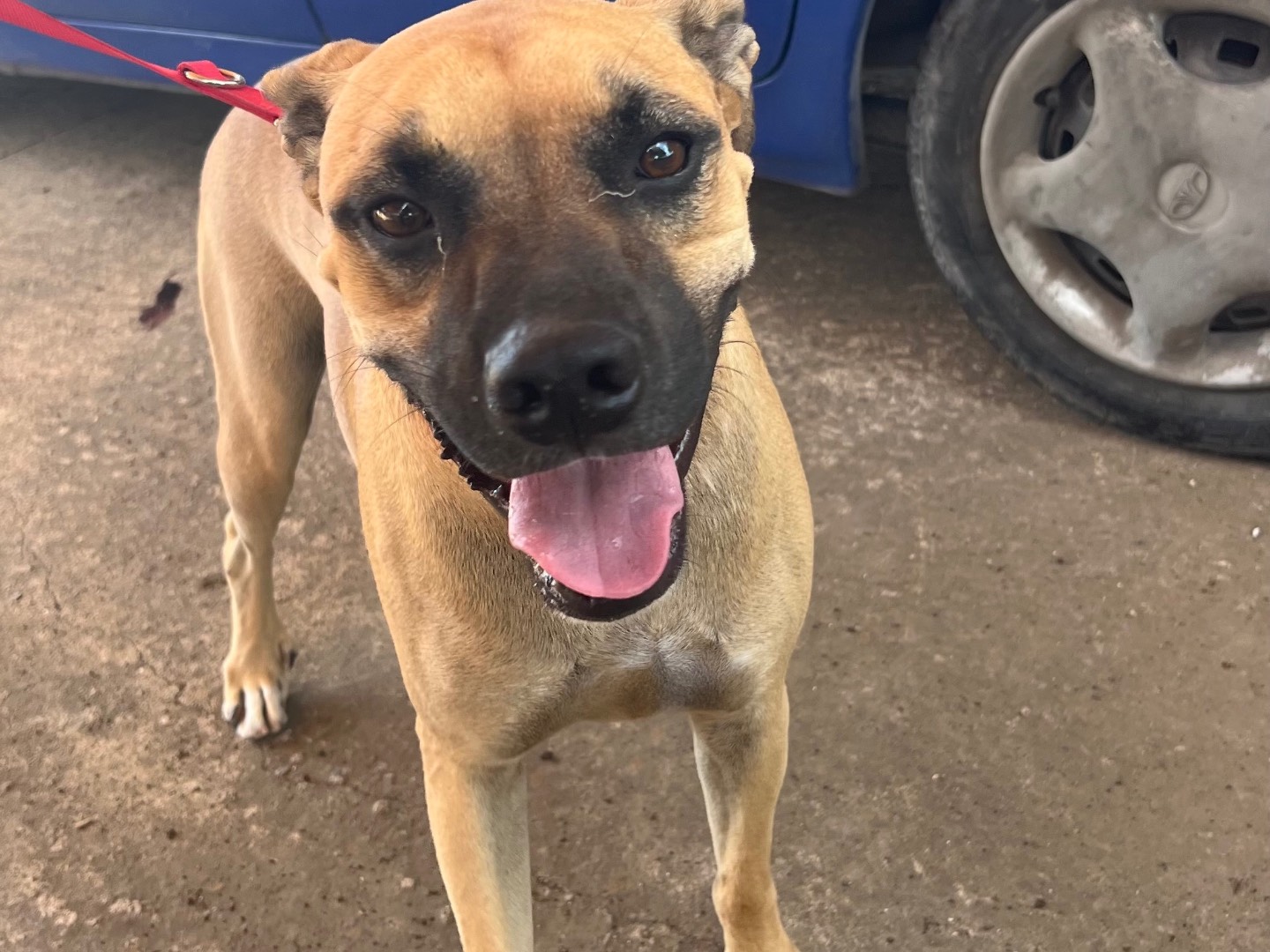 Adotta un cane, taglia media, maschio, Lecco