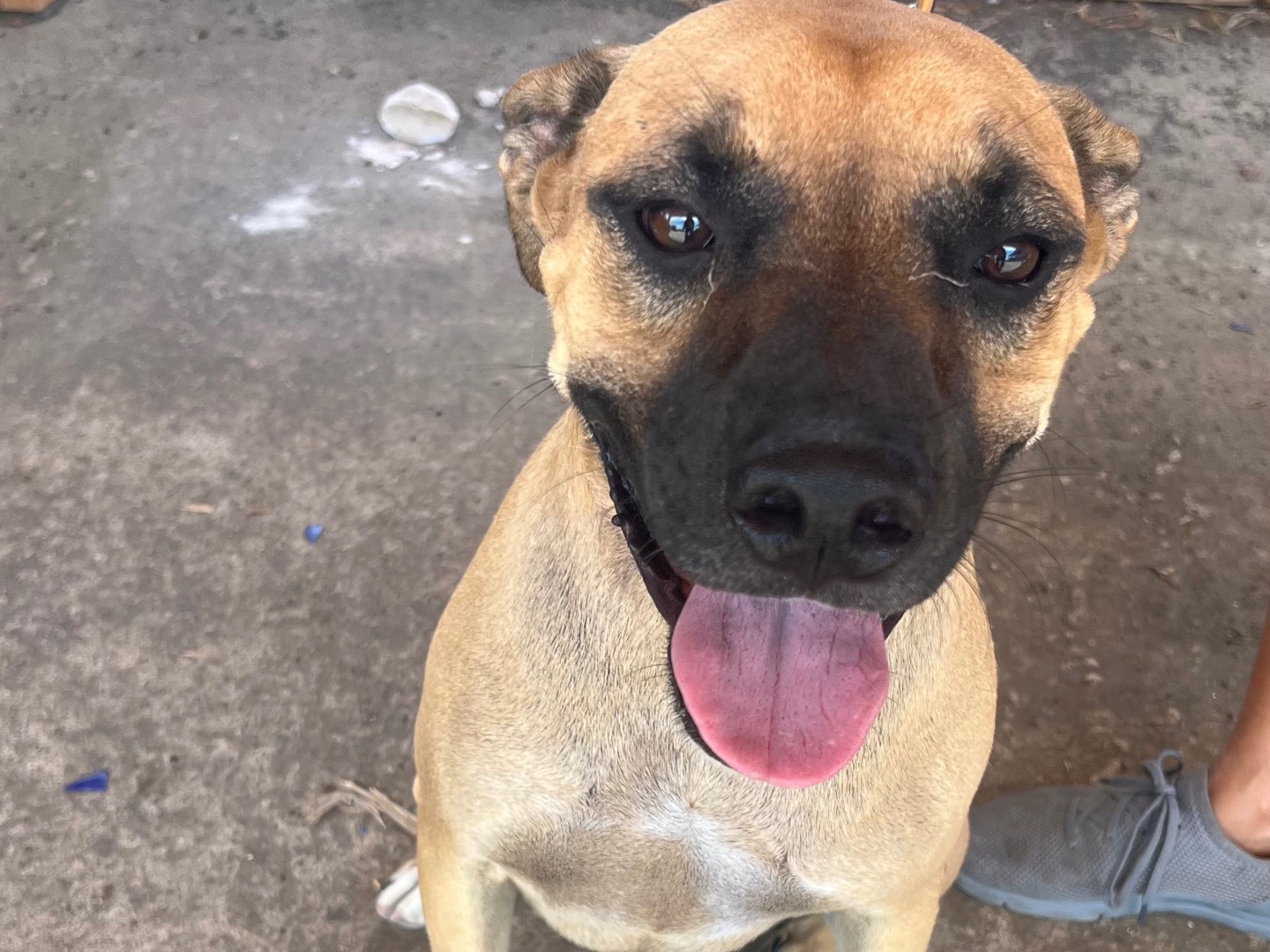 Vuoi adottare un cane a Lecco?