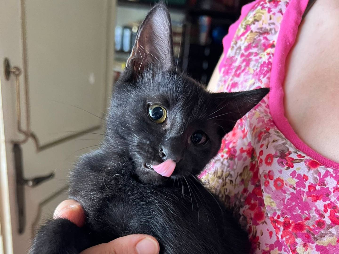 Adotta un gatto, femmina, 3 mesi, Lecce