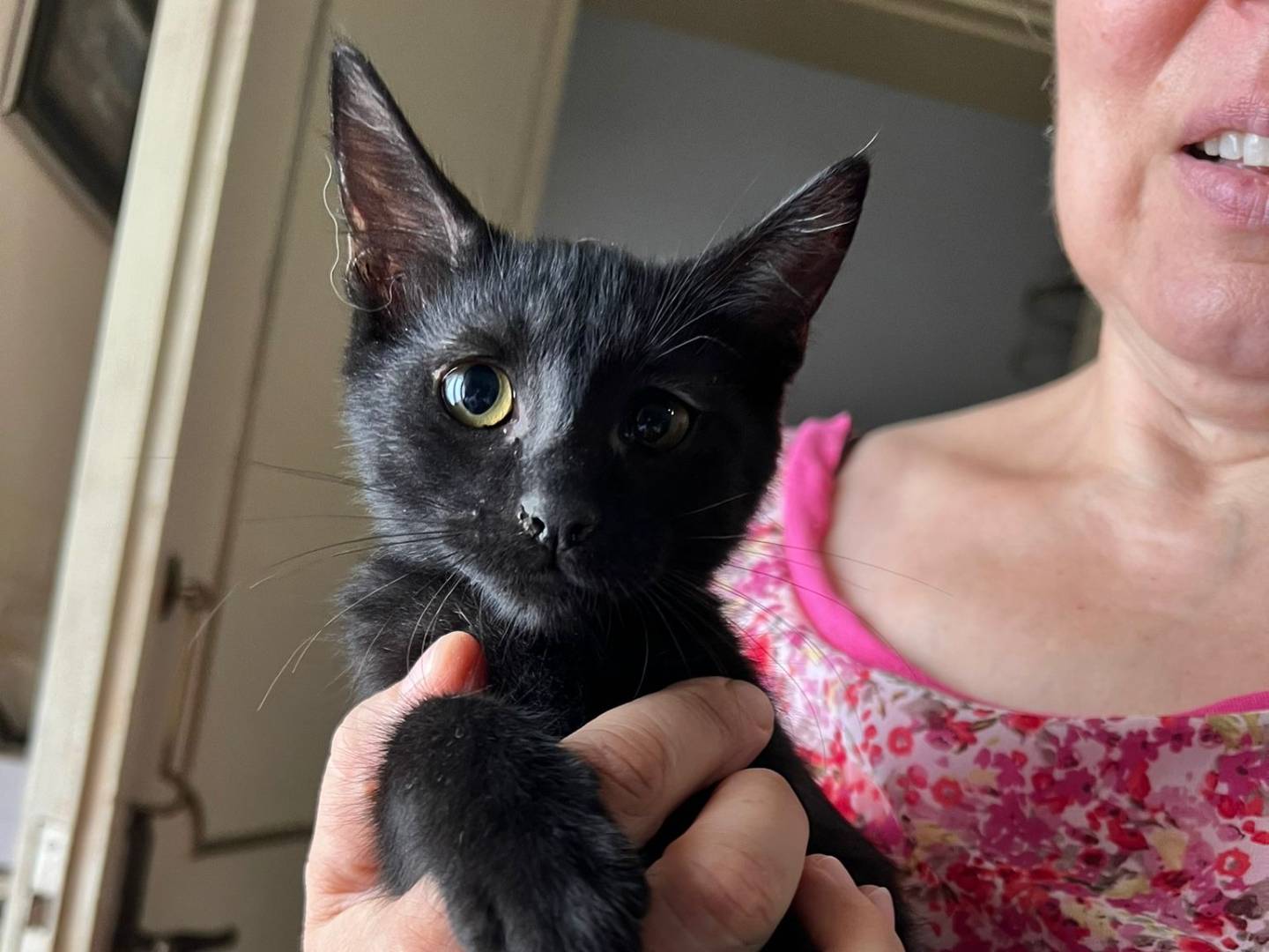 Adotta un gatto, taglia non valida, femmina, Lecce