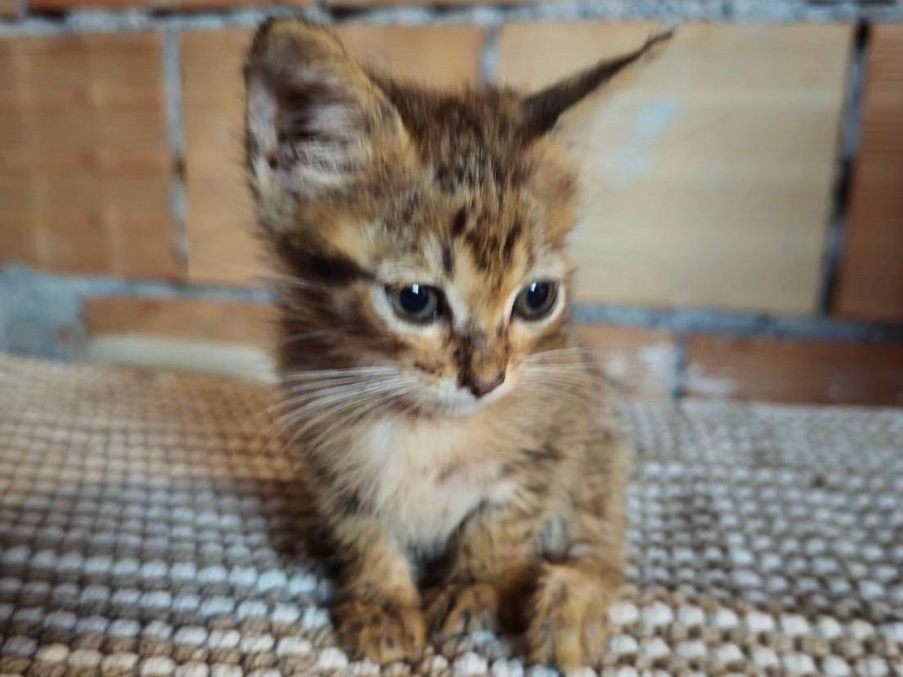 Adozione gatto, maschio, Razza sconosciuta Razza sconosciuta, 2 mesi, taglia non valida, Catania