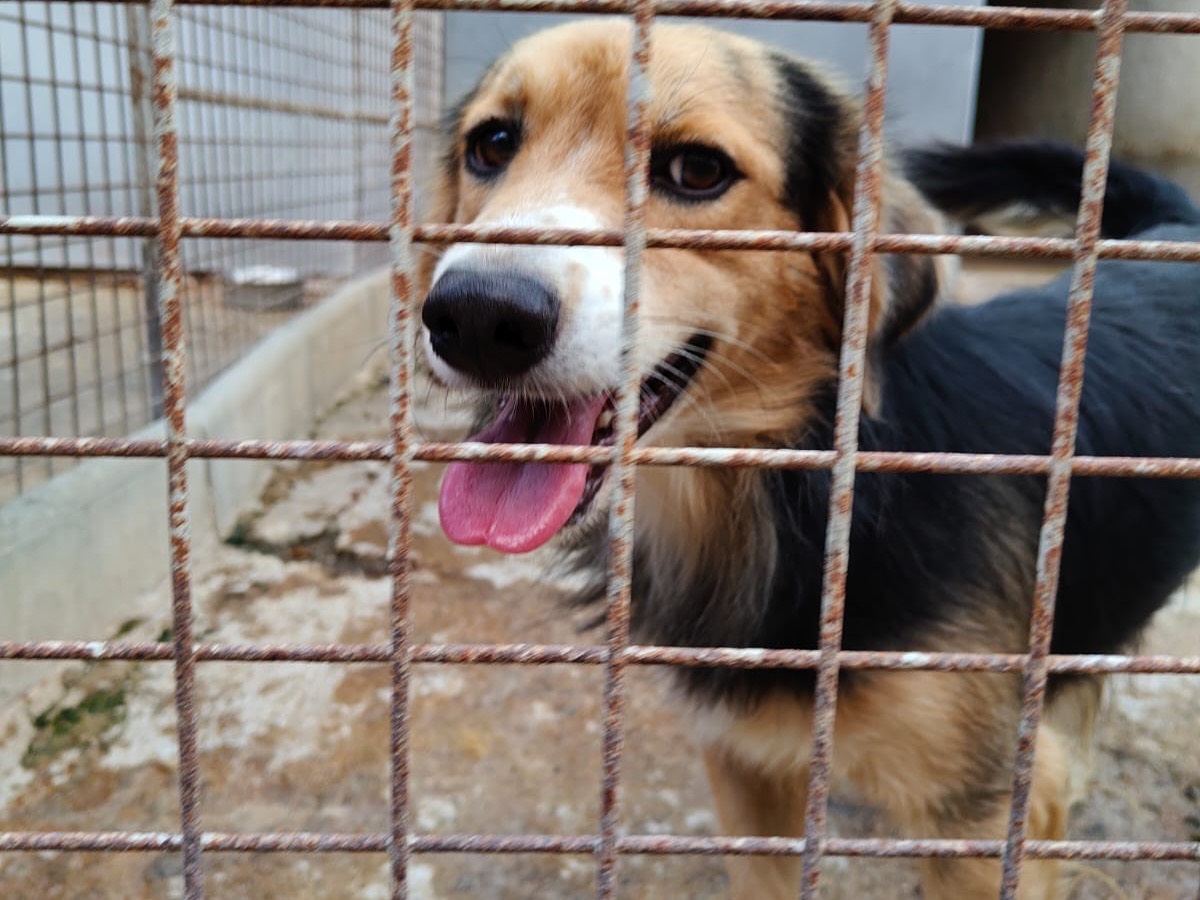 Adozione cane, maschio, Razza sconosciuta Razza sconosciuta, 7 mesi, taglia media contenuta, Vibo