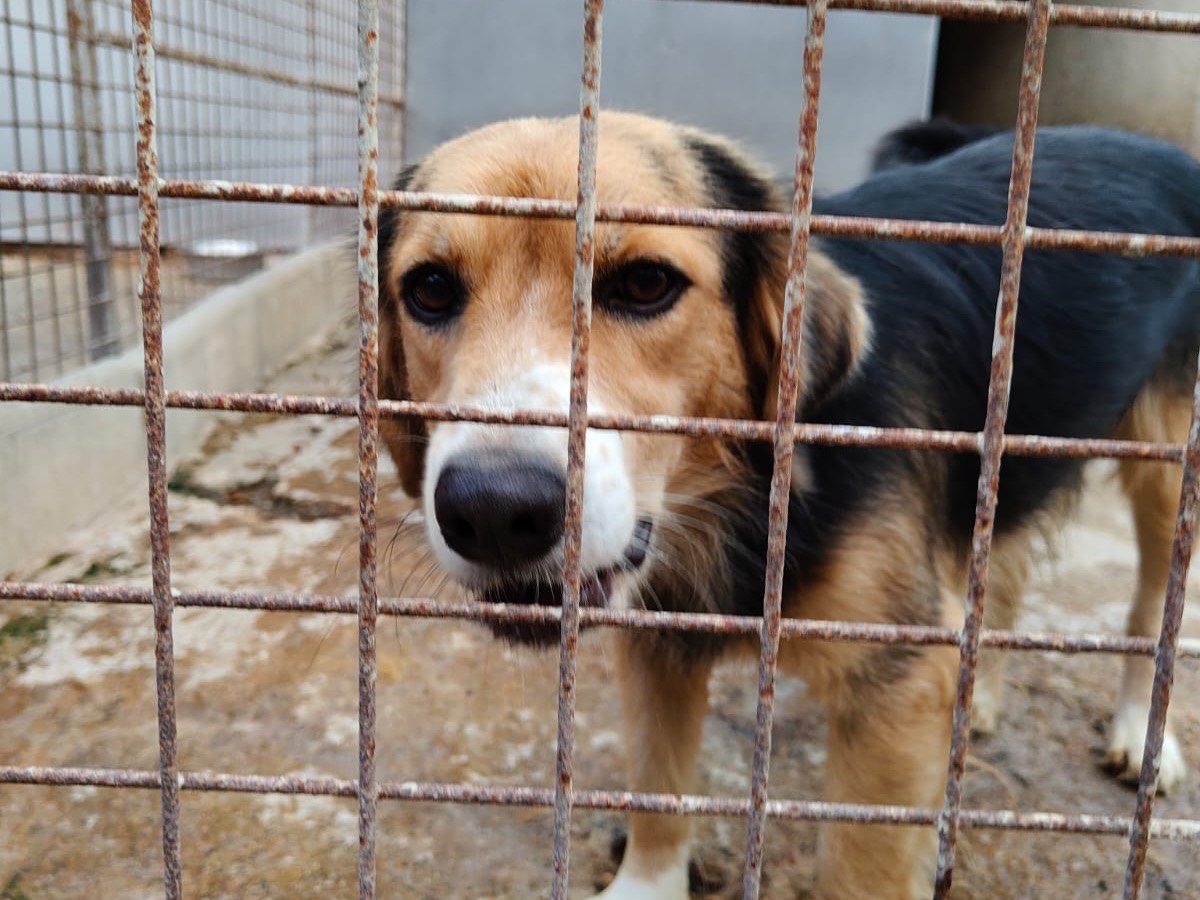 Adotta un cane, taglia media contenuta, maschio, Vibo