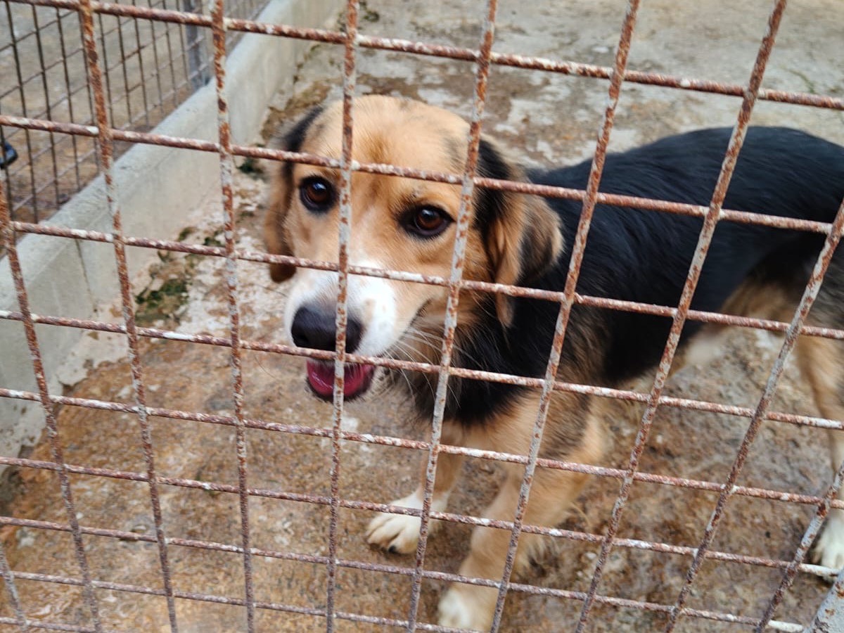 Vuoi adottare un cane a Vibo?