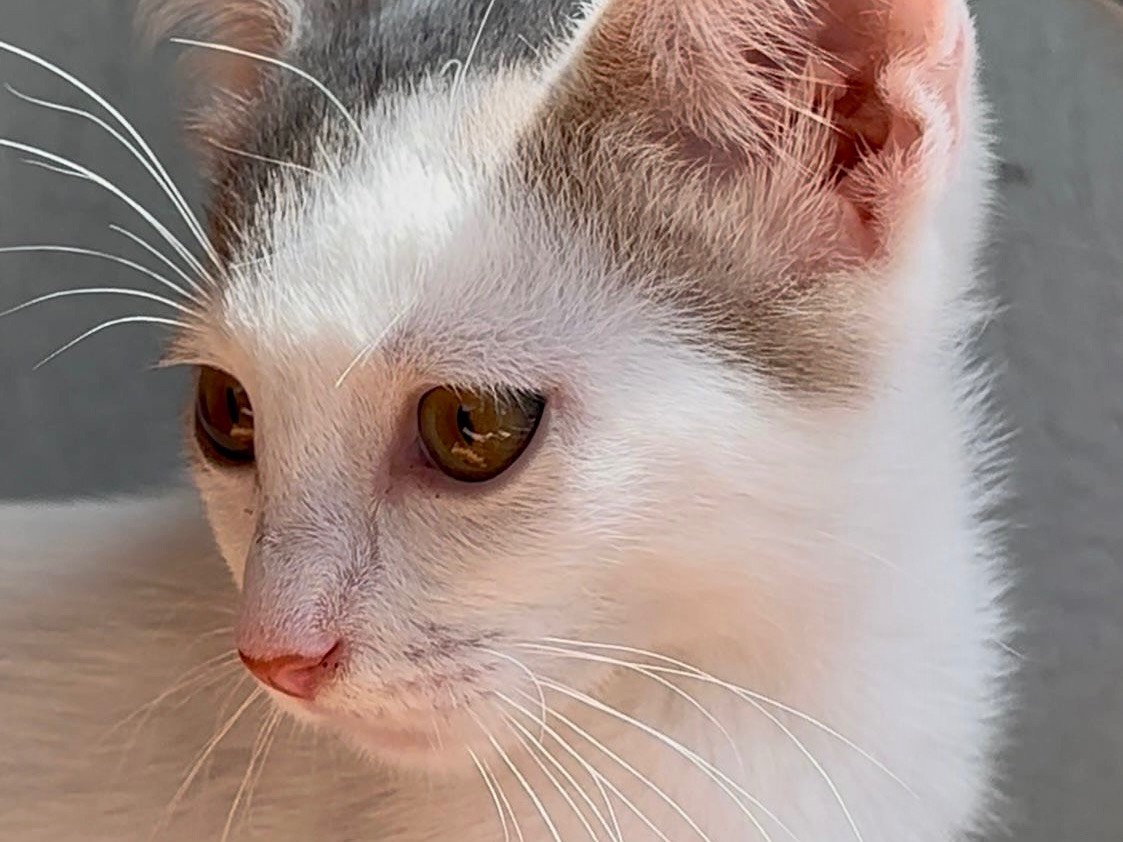Adotta un gatto, maschio, 3 mesi, Latina