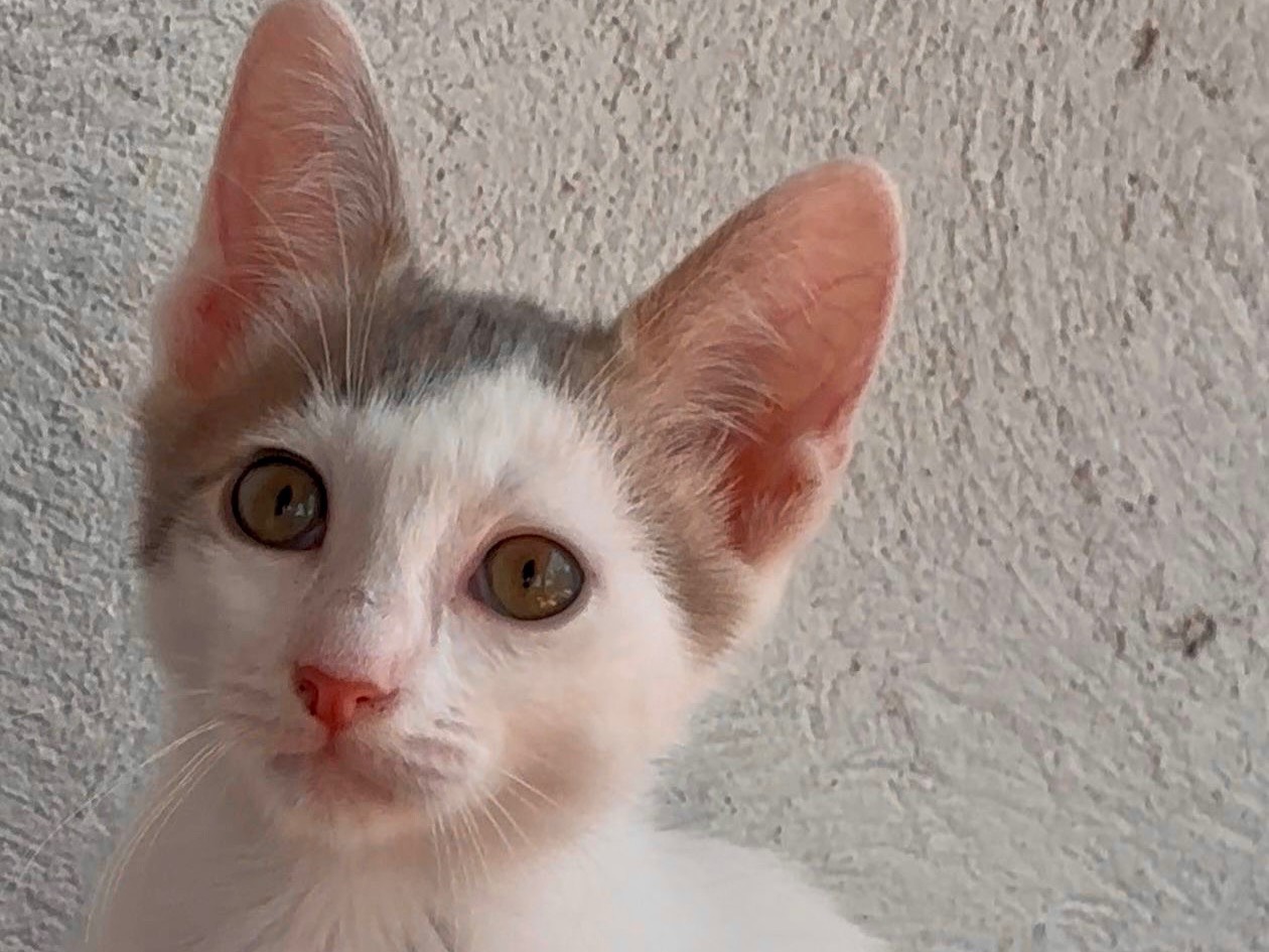 Adotta un gatto, taglia non valida, maschio, Latina