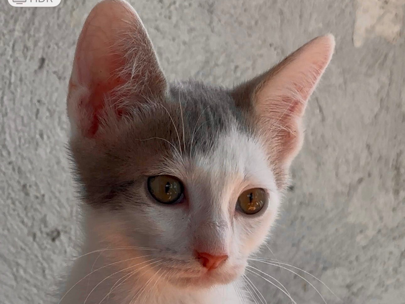 Vuoi adottare un gatto a Latina?