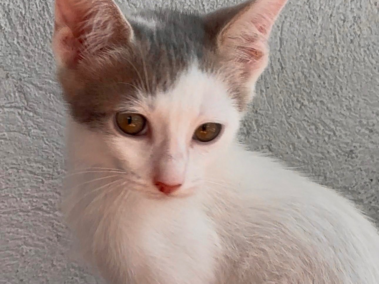 Adotta il gatto Hermes a Latina