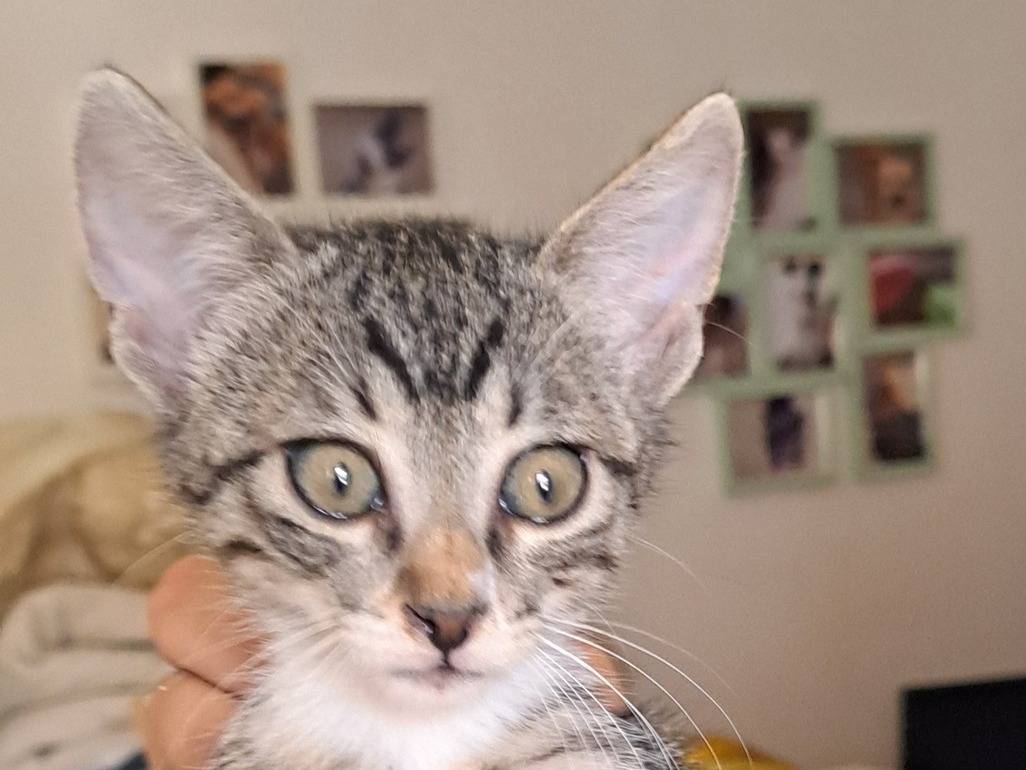 Adozione gatto, femmina, Razza sconosciuta Razza sconosciuta, 2 mesi, taglia non valida, Caserta