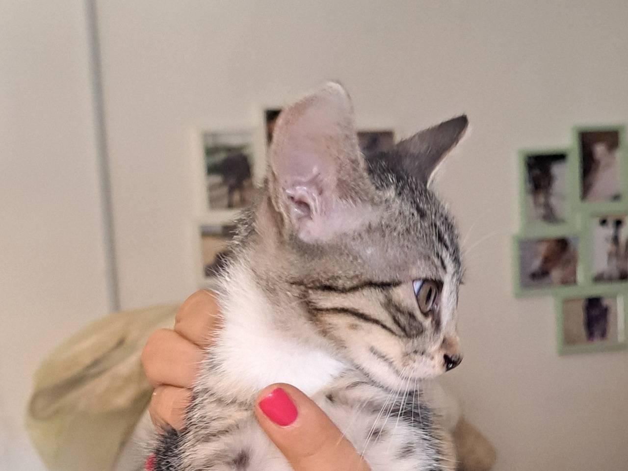 Adotta un gatto, femmina, 2 mesi, Caserta
