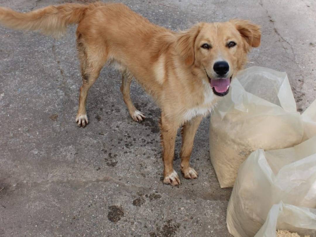 Adotta un cane, maschio, 11 mesi, Crotone