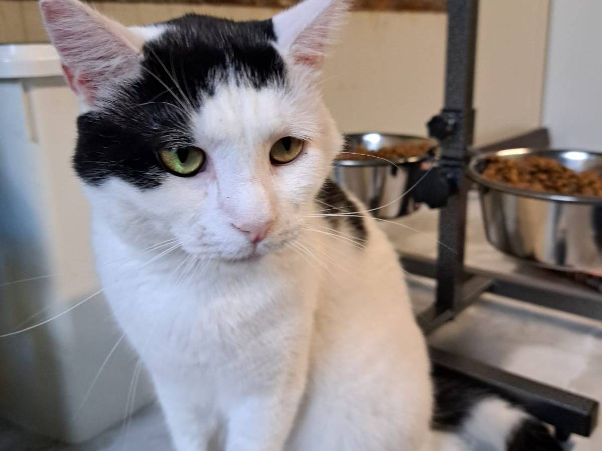 Adozione gatto, maschio, Razza sconosciuta Razza sconosciuta, 2 anni e 7 mesi, taglia non valida, Milano