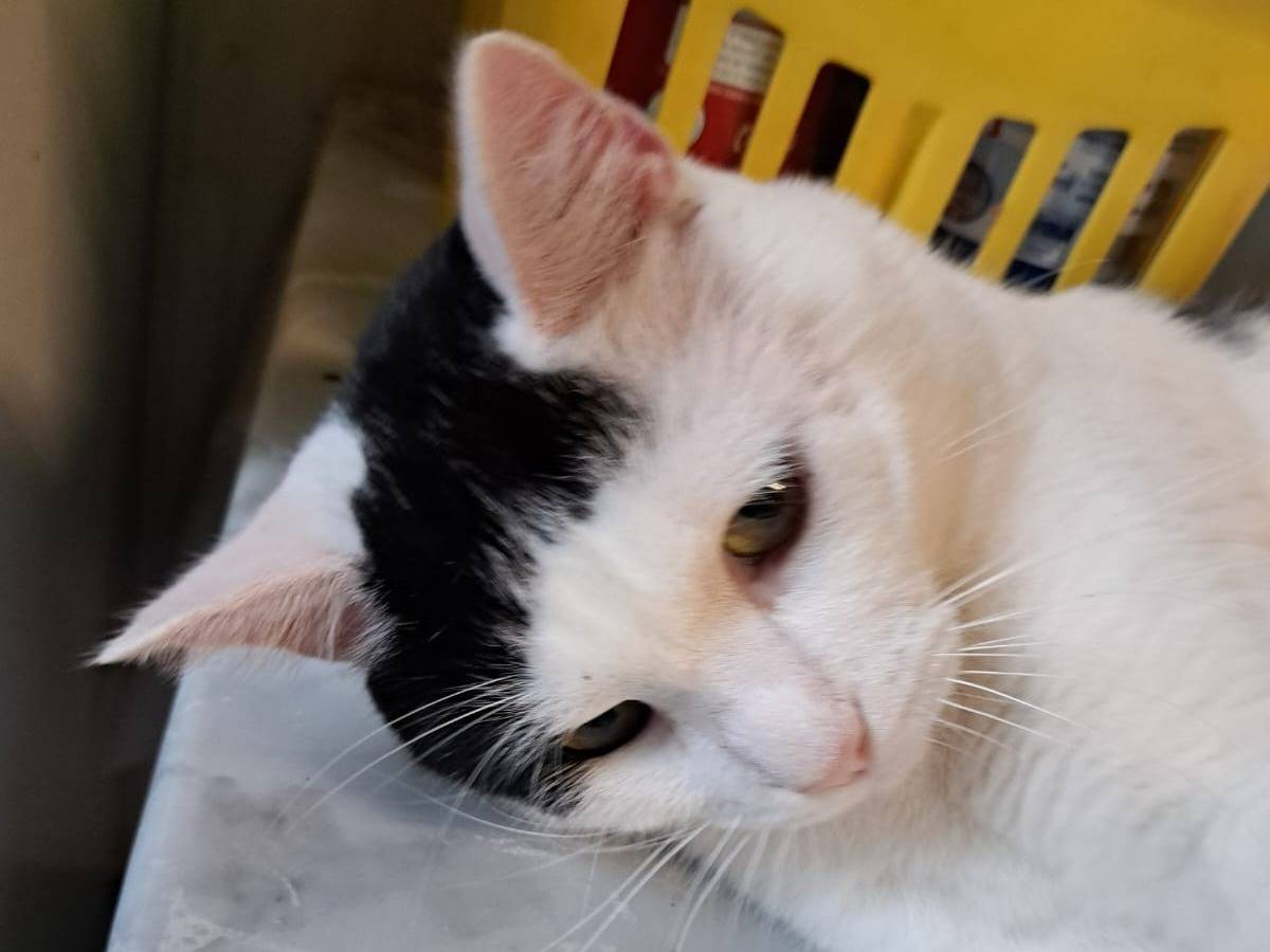 Adotta un gatto, maschio, 2 anni e 7 mesi, Milano