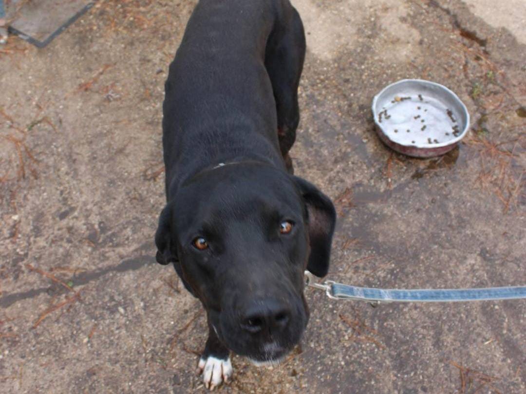 Adozione cane, maschio, Razza sconosciuta Razza sconosciuta, 1 anno e 7 mesi, taglia media, Crotone