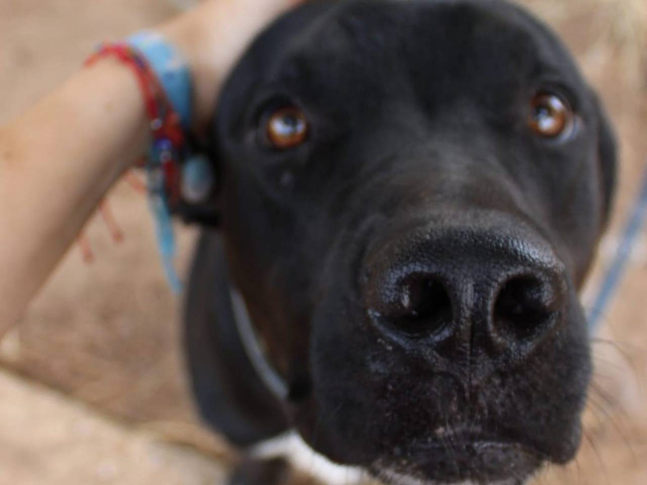Adotta un cane, maschio, 1 anno e 7 mesi, Crotone