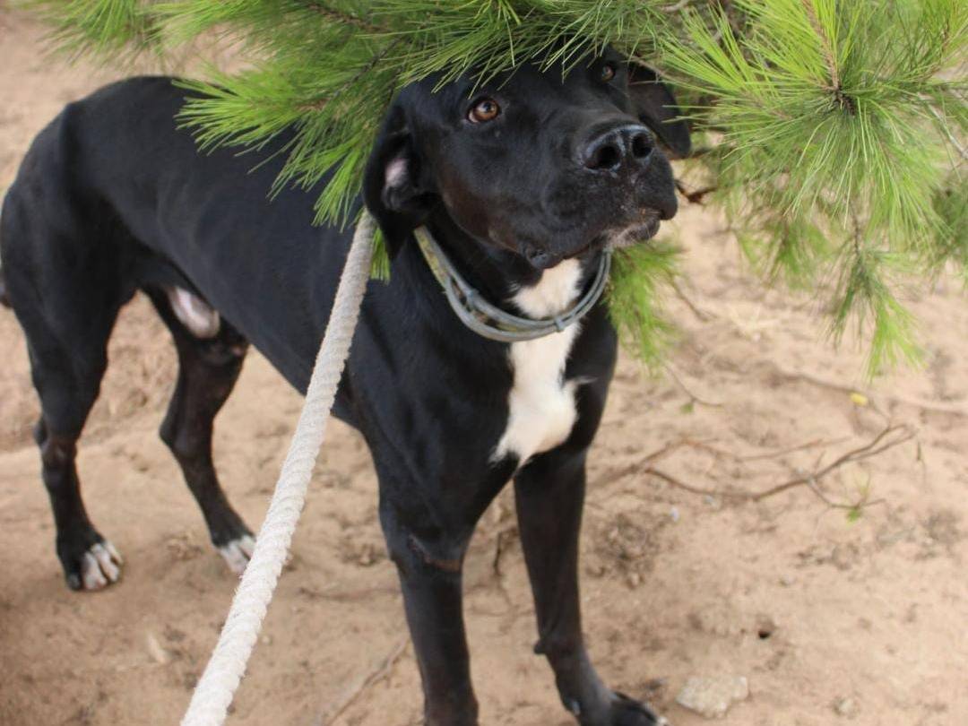 Adotta un cane, taglia media, maschio, Crotone