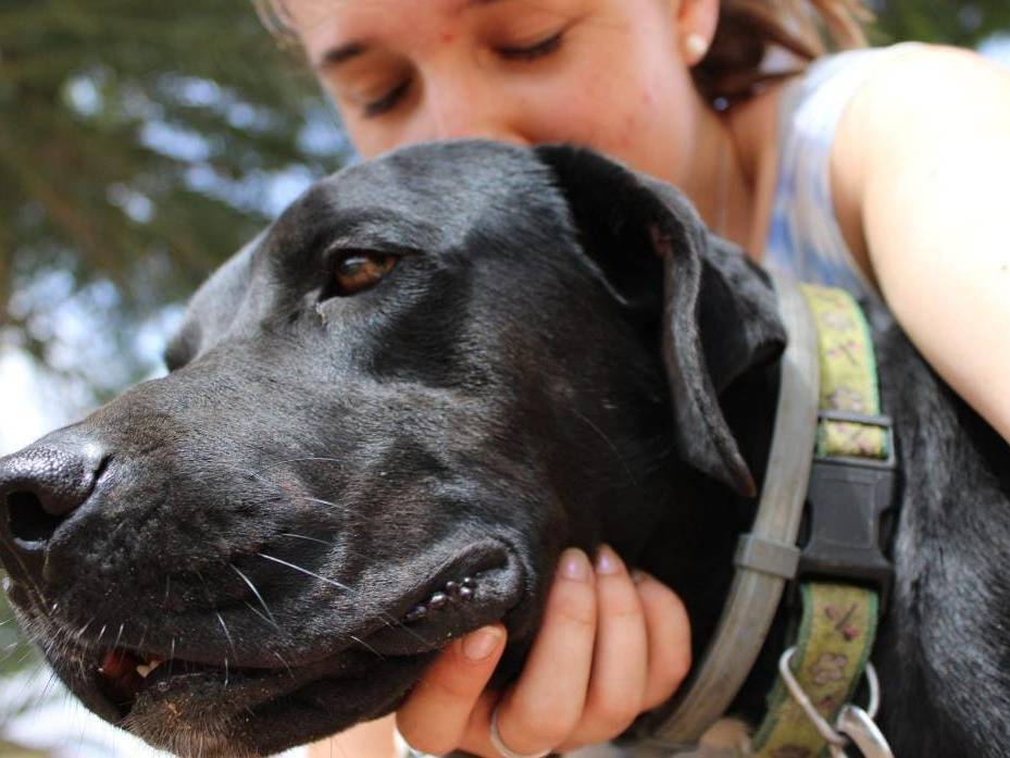 Vuoi adottare un cane a Crotone?