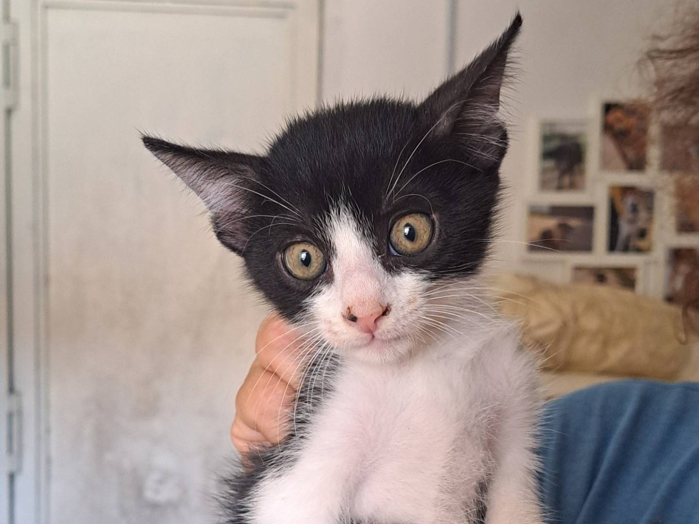 Adozione gatto, maschio, Razza sconosciuta Razza sconosciuta, 2 mesi, taglia non valida, Caserta