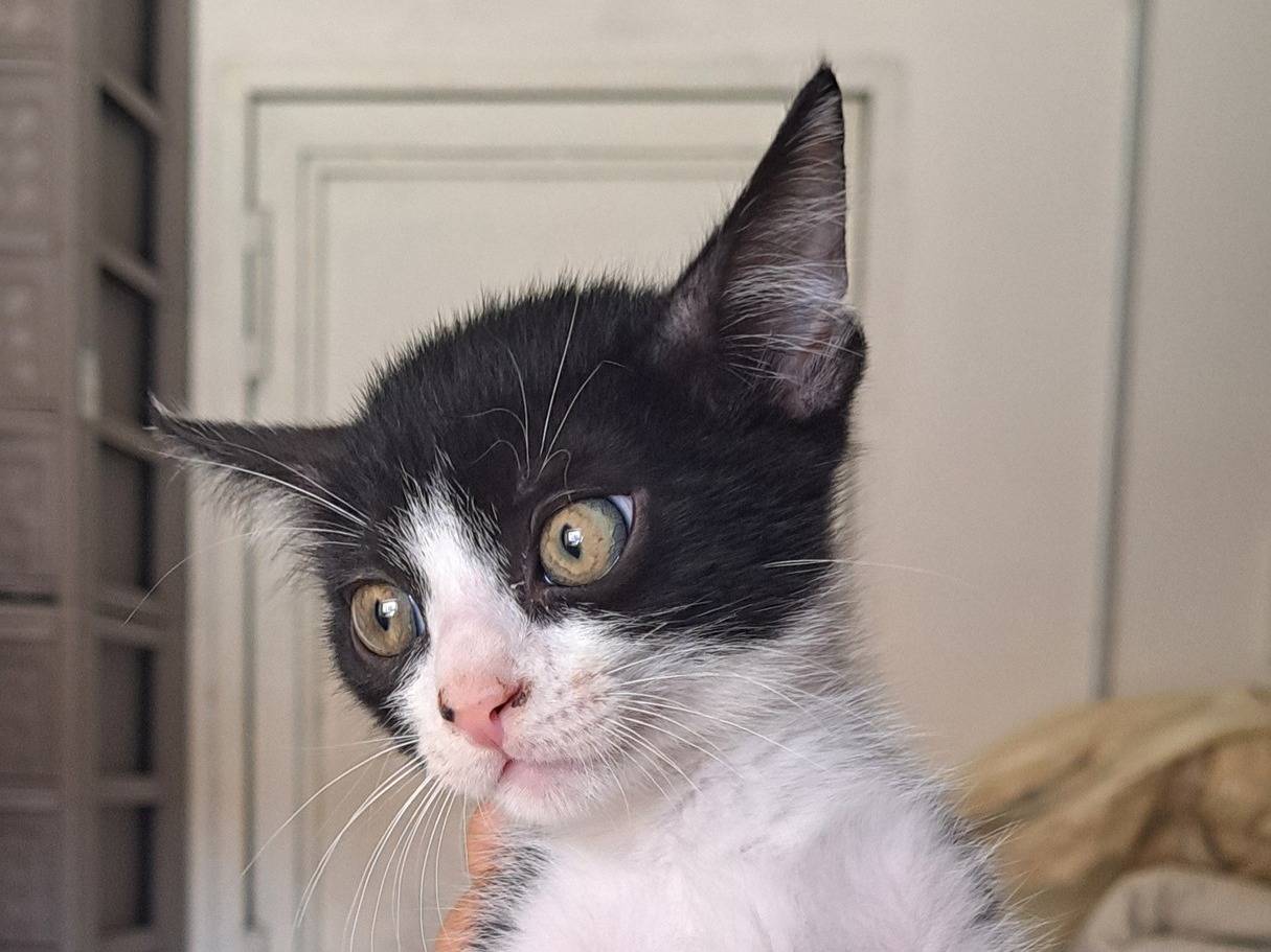 Adotta un gatto, maschio, 2 mesi, Caserta