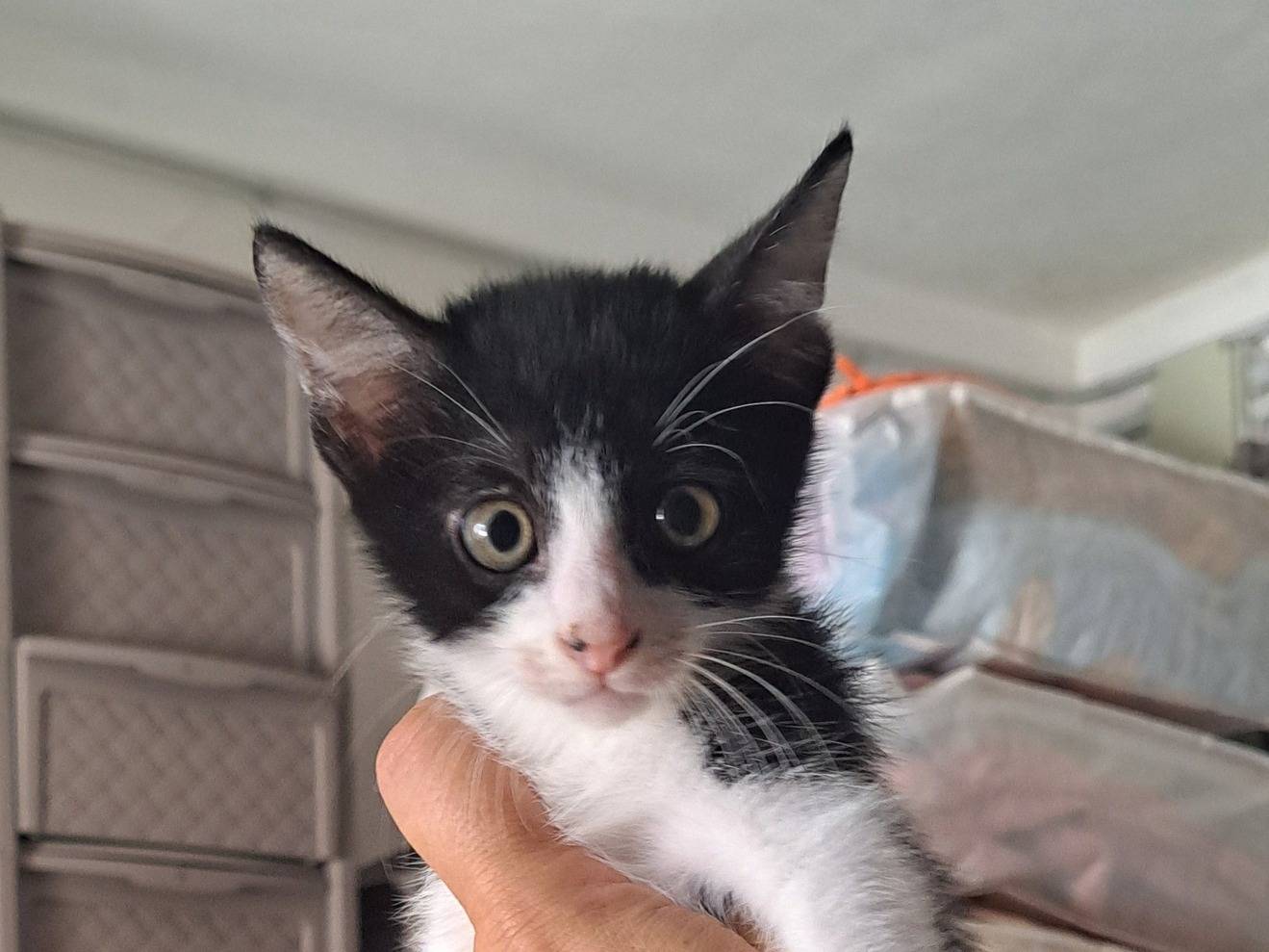 Adotta un gatto, taglia non valida, maschio, Caserta