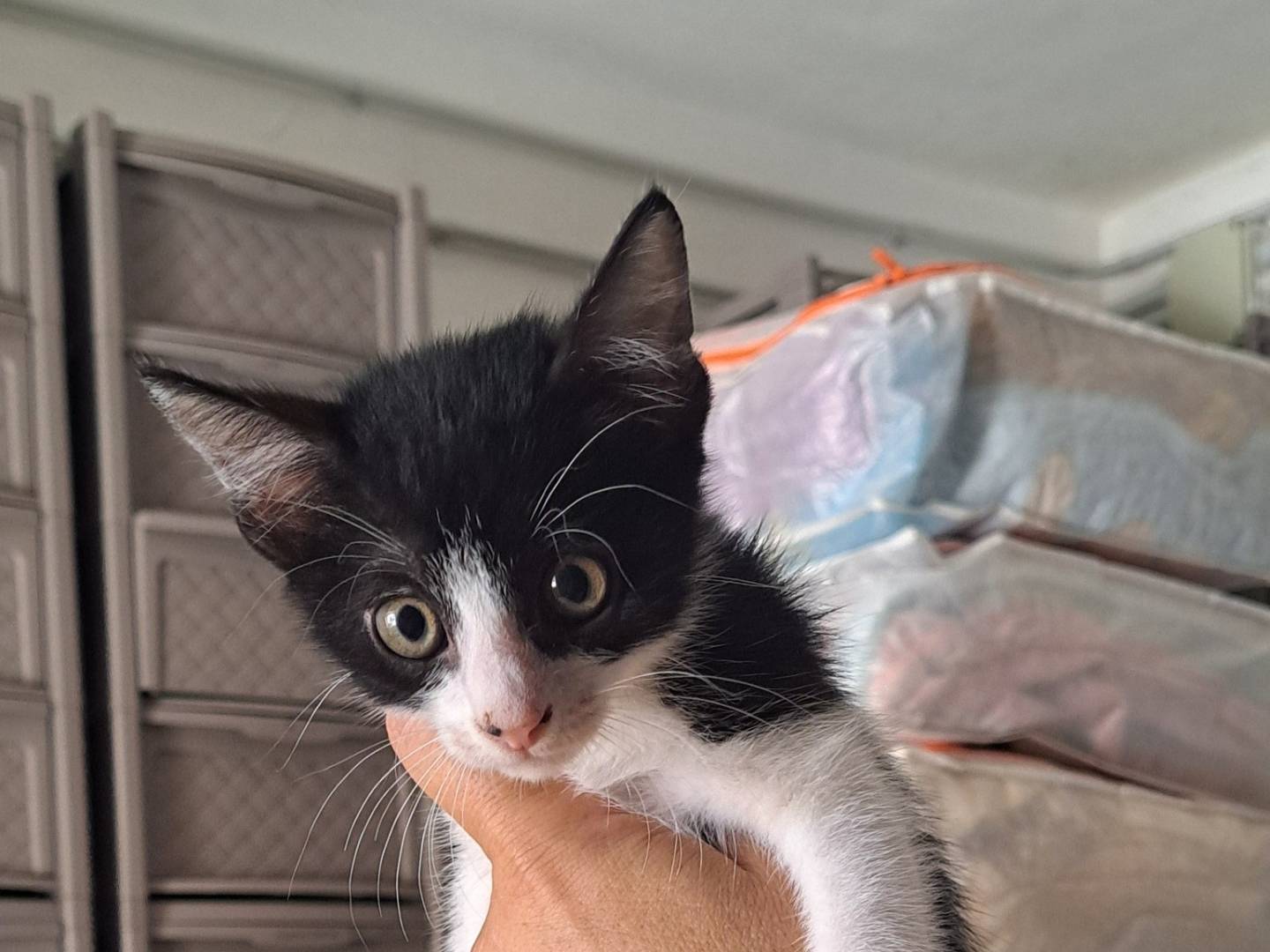 Adotta il gatto ROMEO a Caserta