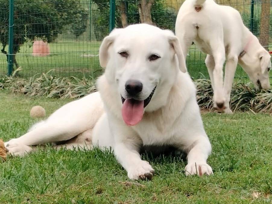 Adozione cane, maschio, Razza sconosciuta Razza sconosciuta, 8 mesi, taglia grande, Parma