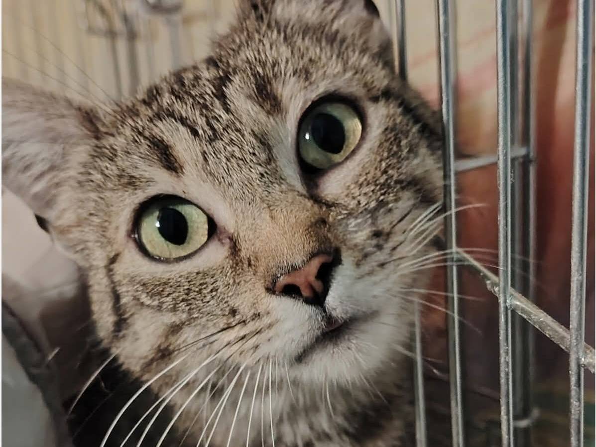 Adozione gatto, femmina, Razza sconosciuta Razza sconosciuta, 2 anni, taglia non valida, Potenza