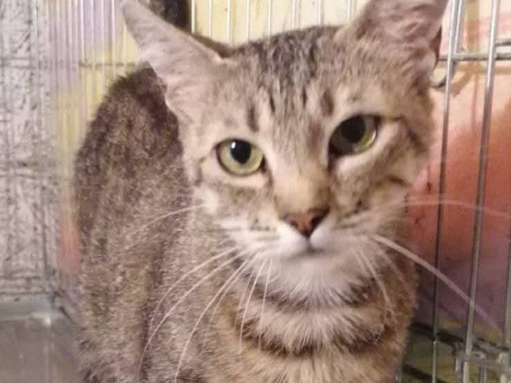 Adotta un gatto, femmina, 2 anni, Potenza