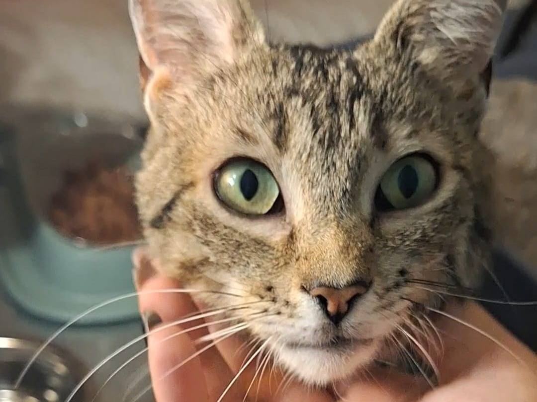 Adotta un gatto, taglia non valida, femmina, Potenza