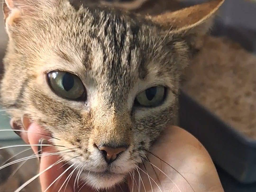 Vuoi adottare un gatto a Potenza?