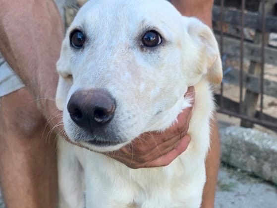Adozione cane, femmina, Labrador Retriever Razza sconosciuta, 6 mesi, taglia media contenuta, Pescara