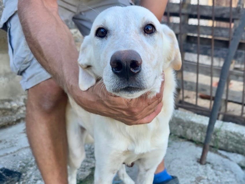 Adotta un cane, femmina, 6 mesi, Pescara