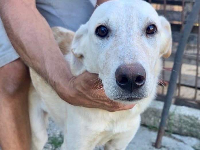 Adotta un cane, taglia media contenuta, femmina, Pescara