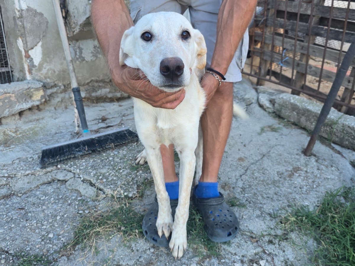 Vuoi adottare un cane a Pescara?