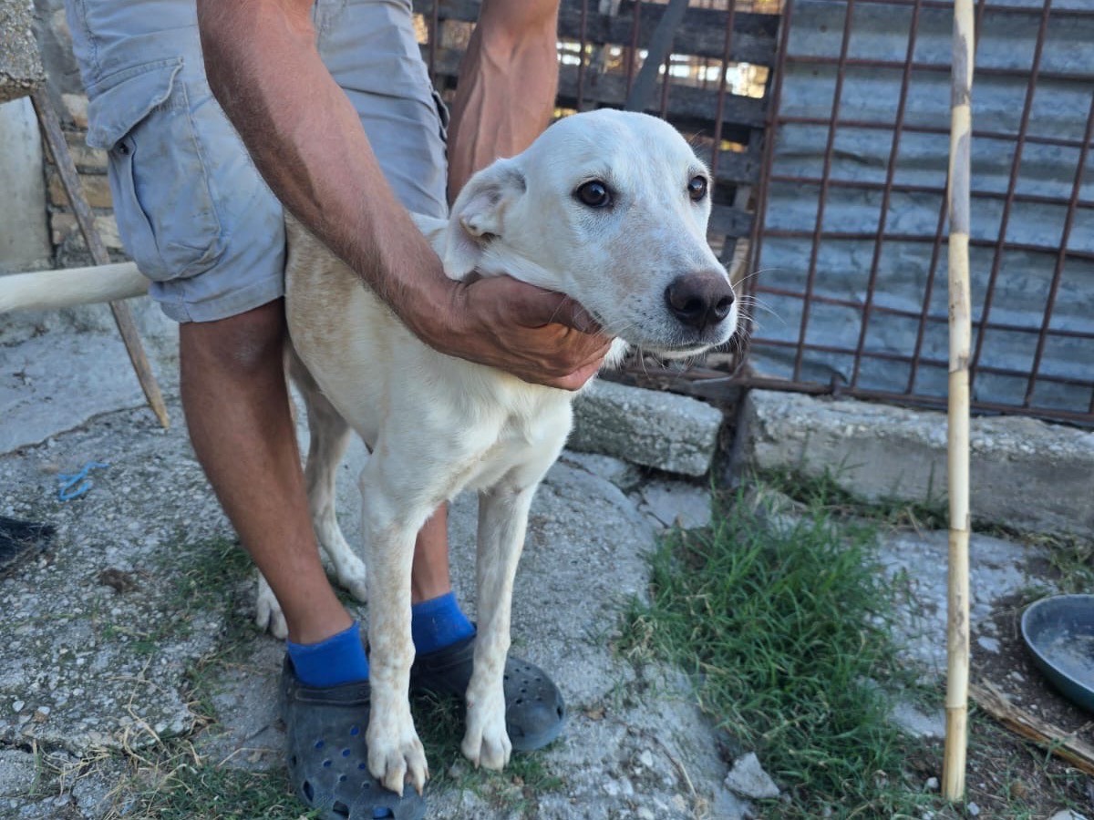 Adotta il cane Camilla a Pescara