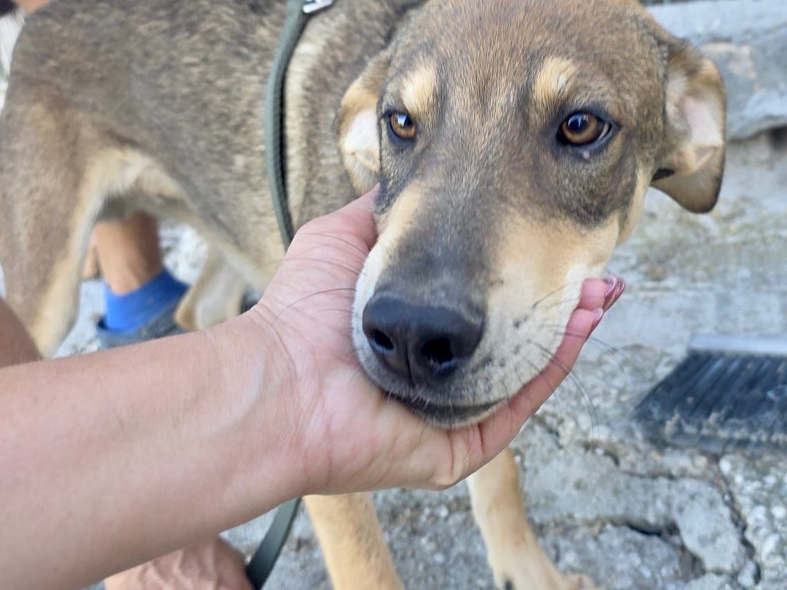 Adozione cane, maschio, Razza sconosciuta Razza sconosciuta, 6 mesi, taglia media, Pescara