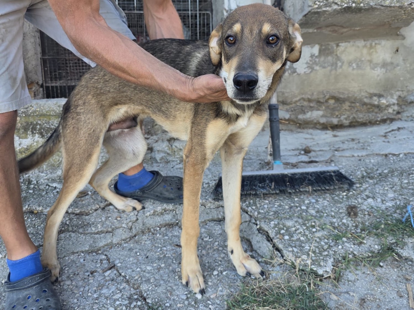 Adotta un cane, maschio, 6 mesi, Pescara
