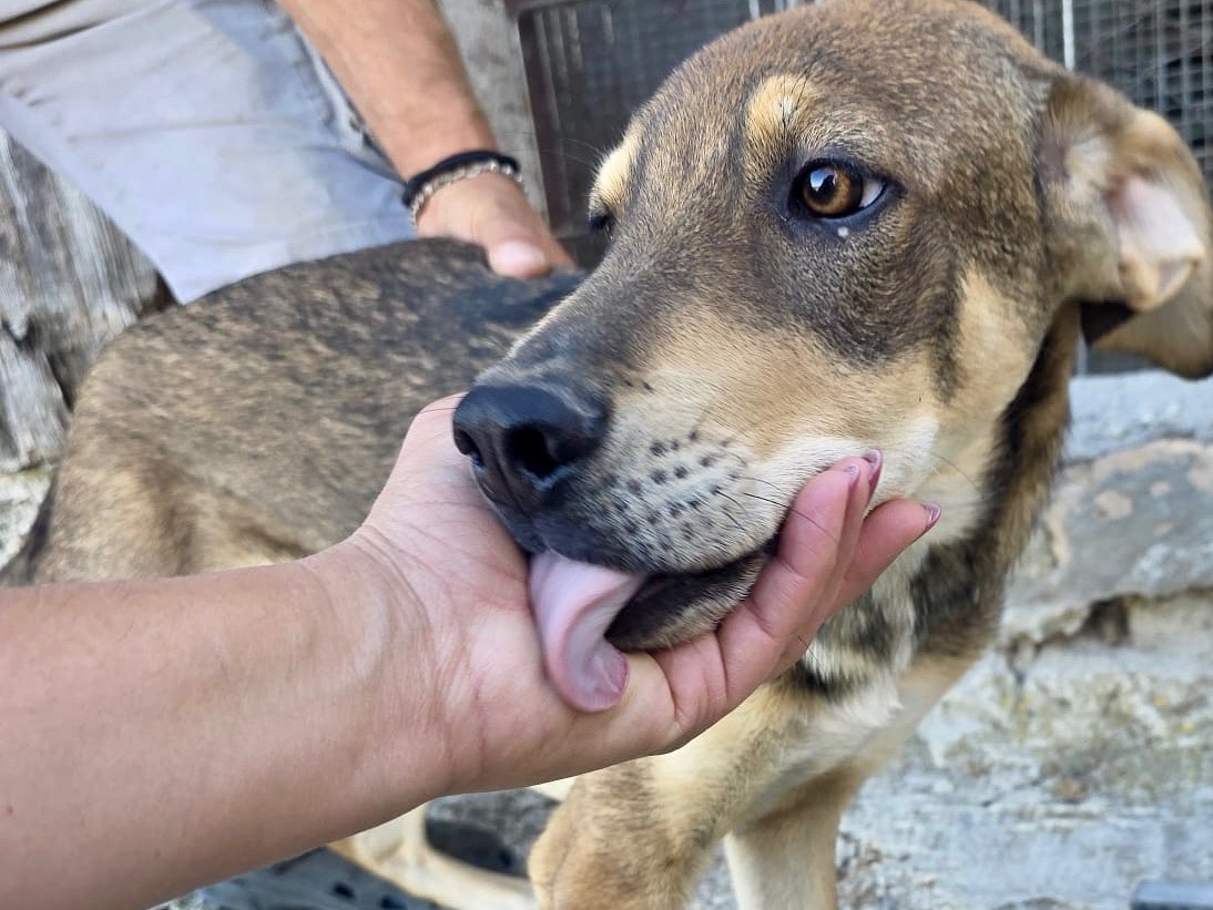 Adotta un cane, taglia media, maschio, Pescara
