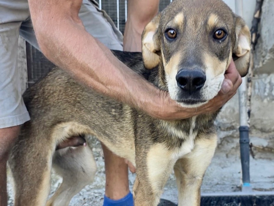 Adotta il cane Gastone  a Pescara