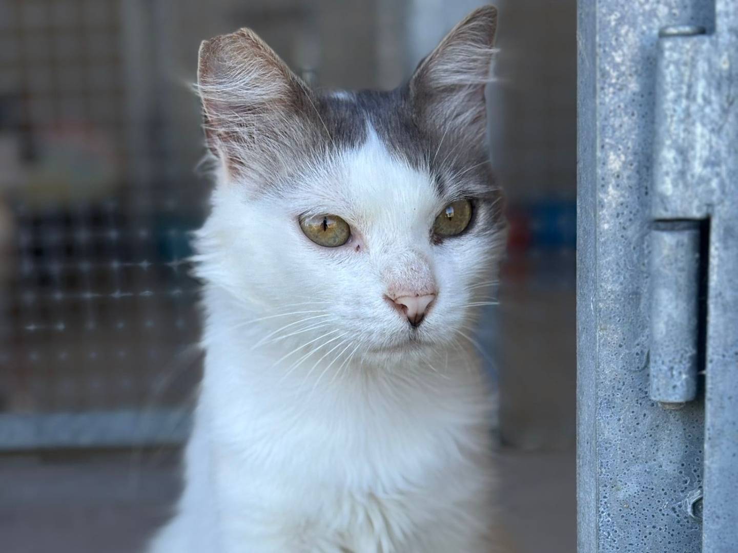 Adozione gatto, maschio, Razza sconosciuta Razza sconosciuta, 3 anni e 7 mesi, taglia non valida, Pisa