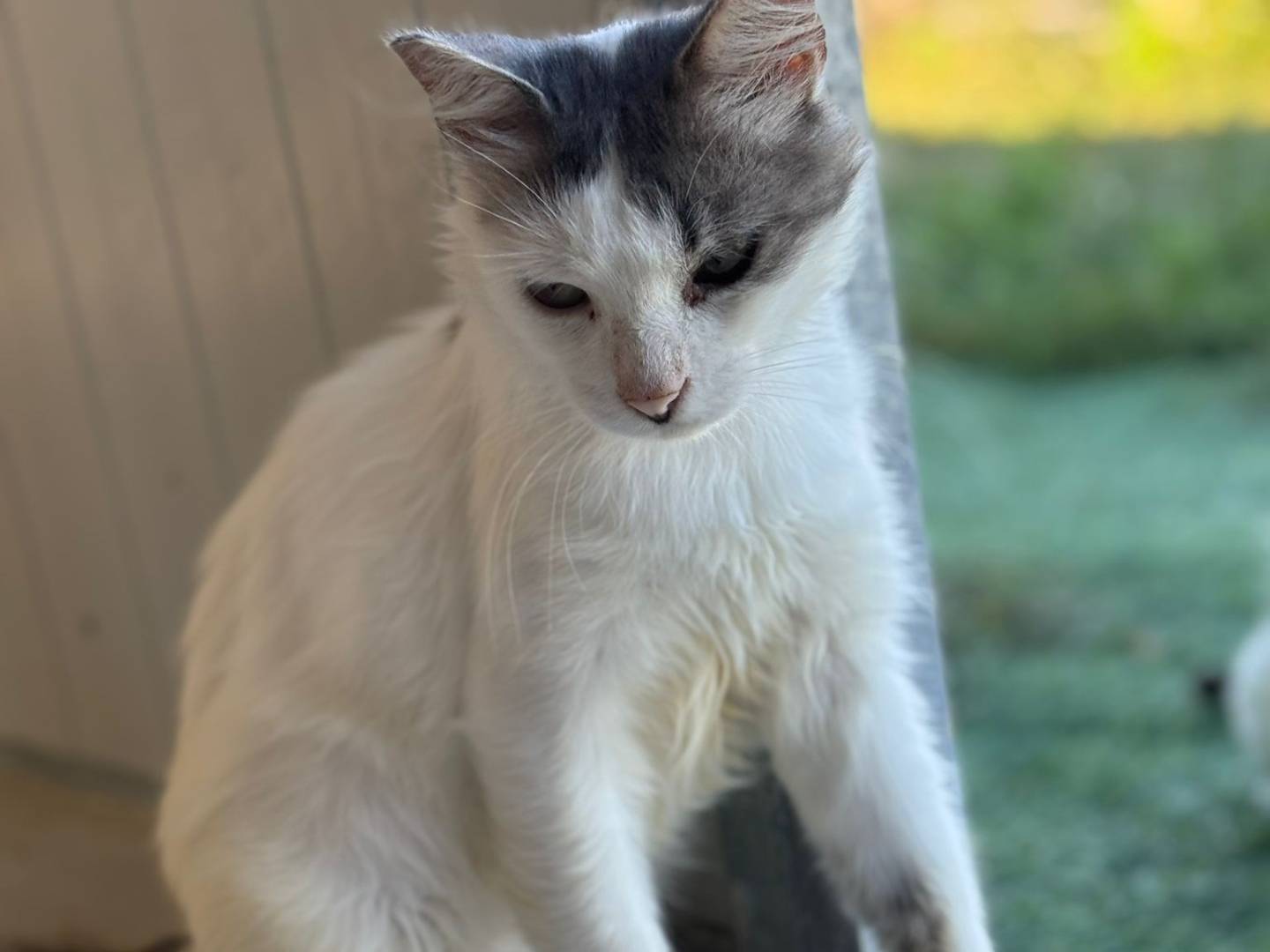 Adotta un gatto, maschio, 3 anni e 7 mesi, Pisa